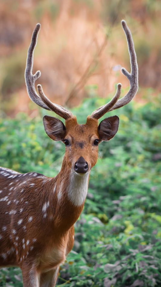 How to Hunt Deer like a Pro